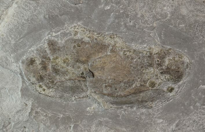 Rare Devonian Phyllocarid (Echinocaris) - New York #38795
